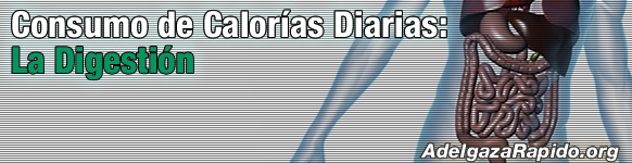 Consumo de CalorÃ­as Diarias: La DigestiÃ³n